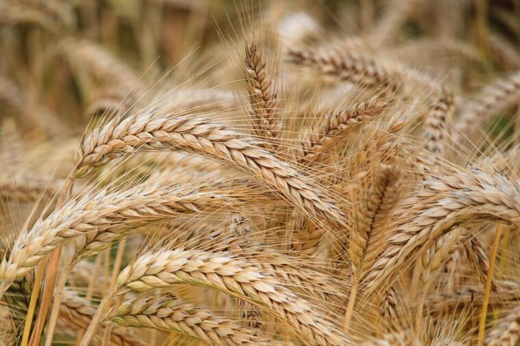 Helping Farmers To Budget Their Way To Better Business Decisions.